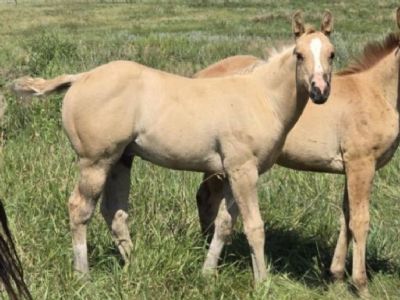 Legolas Topsail JW<BR>AQHA 6466752